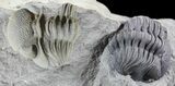 Double Eldredgeops (Phacops) Trilobite in Pos/Neg- New York #50292-4